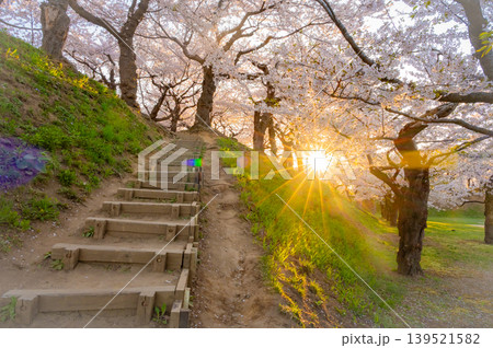 北海道函館市 五稜郭公園の満開の桜と快晴の春景 139521582