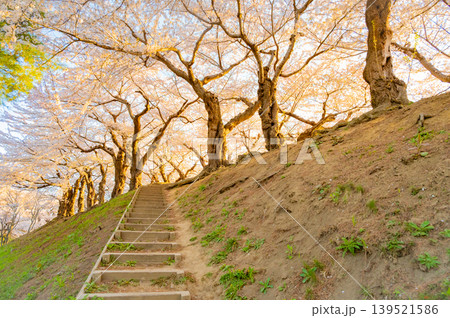 北海道函館市 五稜郭公園の満開の桜と快晴の春景 139521586