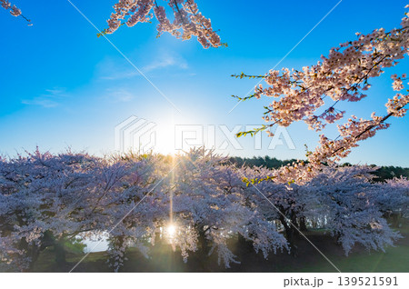 北海道函館市 五稜郭公園の満開の桜と快晴の春景 北海道函館市 五稜郭公園の満開の桜と快晴の春景 139521591