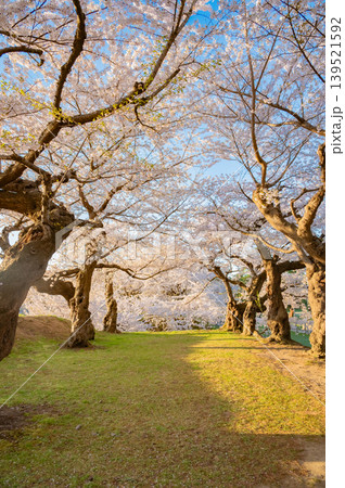 北海道函館市 五稜郭公園の満開の桜と快晴の春景 139521592