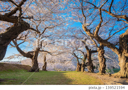 北海道函館市 五稜郭公園の満開の桜と快晴の春景 139521594