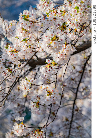 北海道函館市 五稜郭公園の満開の桜と快晴の春景 139521599