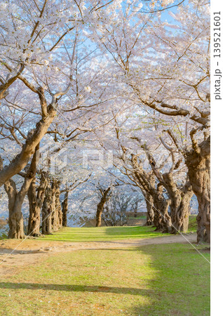 北海道函館市 五稜郭公園の満開の桜と快晴の春景 北海道函館市 五稜郭公園の満開の桜と快晴の春景 139521601
