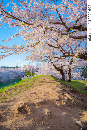 北海道函館市 五稜郭公園の満開の桜と快晴の春景 139521608