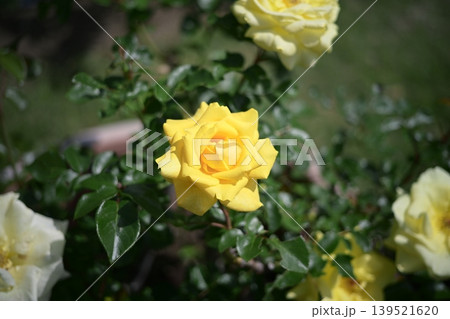黄色いバラ バラ 花 初夏 夏 梅雨 5月 黄色いバラ バラ 花 初夏 夏 梅雨 5月 139521620