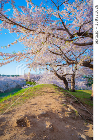 北海道函館市 五稜郭公園の満開の桜と快晴の春景 北海道函館市 五稜郭公園の満開の桜と快晴の春景 139521626