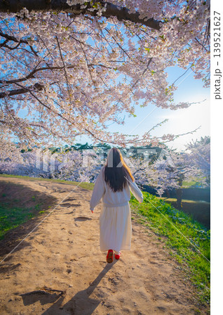 北海道函館市 五稜郭公園の満開の桜と快晴の春景 139521627