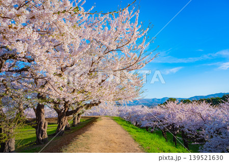 北海道函館市 五稜郭公園の満開の桜と快晴の春景 北海道函館市 五稜郭公園の満開の桜と快晴の春景 139521630