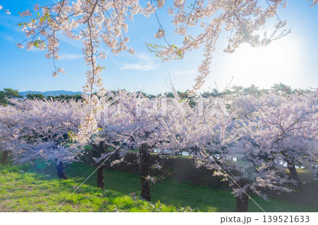 北海道函館市 五稜郭公園の満開の桜と快晴の春景 139521633