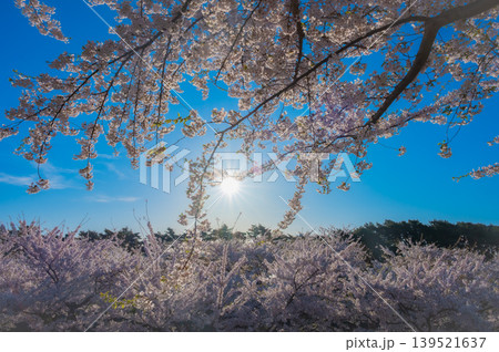 北海道函館市 五稜郭公園の満開の桜と快晴の春景 北海道函館市 五稜郭公園の満開の桜と快晴の春景 139521637