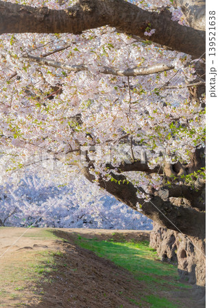 北海道函館市 五稜郭公園の満開の桜と快晴の春景 北海道函館市 五稜郭公園の満開の桜と快晴の春景 139521638