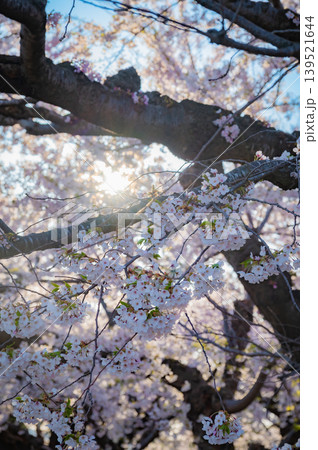 北海道函館市 五稜郭公園の満開の桜と快晴の春景 139521644