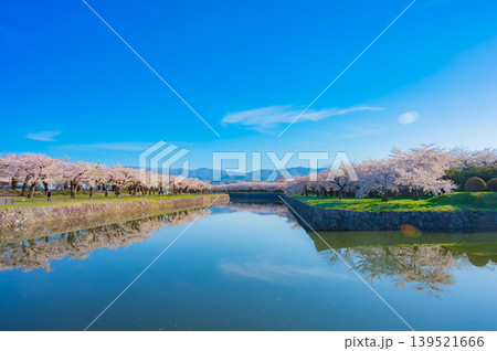 北海道函館市 五稜郭公園の満開の桜と快晴の春景 北海道函館市 五稜郭公園の満開の桜と快晴の春景 139521666