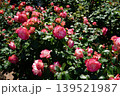 満開の美しい花＠鶴舞公園 139521987
