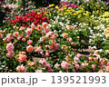満開の美しい花＠鶴舞公園 139521993