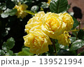 満開の美しい花＠鶴舞公園 139521994