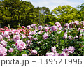 満開の美しい花＠鶴舞公園 139521996