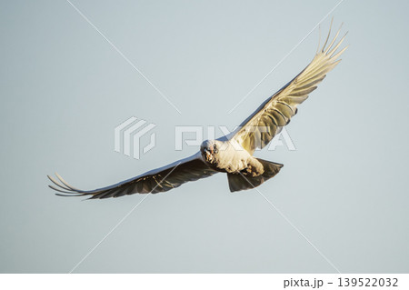 Long-billed corella Long-billed corella 139522032