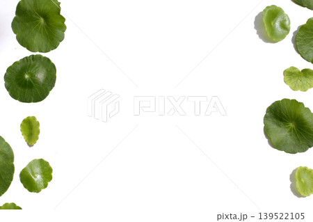 Fresh green centella asiatica leaves Fresh green centella asiatica leaves 139522105