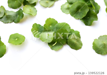 Fresh green pannywort plant leaves on a white background. Fresh green pannywort plant leaves on a white background. 139522126