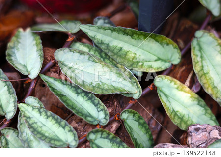 Pellionia repens plant with patterned green leaves in garden 139522138