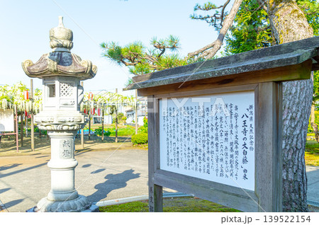 燕市 八王寺の大白藤 燕市 八王寺の大白藤 139522154