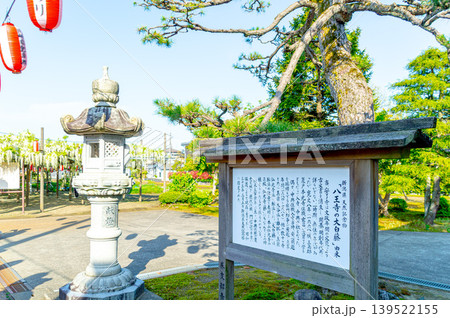 燕市 八王寺の大白藤 燕市 八王寺の大白藤 139522155