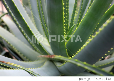 Close-up of sharp green leaves on an Aloe Vera plant. Close-up of sharp green leaves on an Aloe Vera plant. 139522158