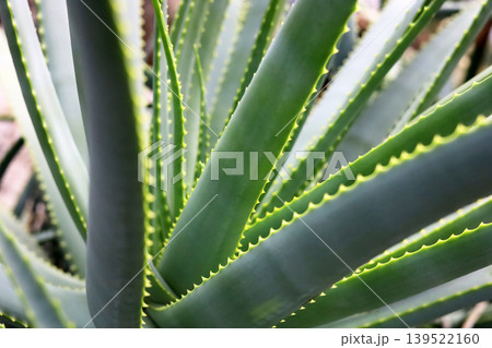 Close-up of sharp green leaves on an Aloe Vera plant. Close-up of sharp green leaves on an Aloe Vera plant. 139522160