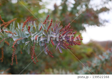 Purple Cootamundra Wattle leaves with reddish buds 139522168