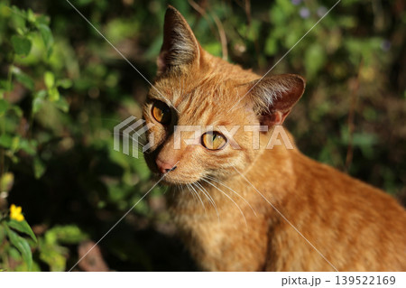 Orange Ginger Cat Portrait in Natural Sunlight Orange Ginger Cat Portrait in Natural Sunlight 139522169