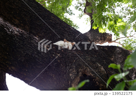 Cat resting on large tree branch in park nature Cat resting on large tree branch in park nature 139522175