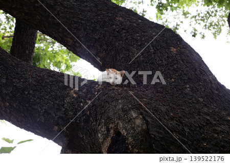 Cat resting on large tree branch in park nature Cat resting on large tree branch in park nature 139522176