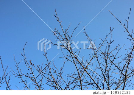 Leafless trees against blue sky in winter Leafless trees against blue sky in winter 139522185
