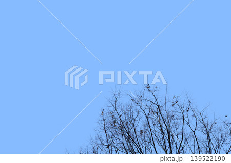 Tree branches against blue winter sky 139522190
