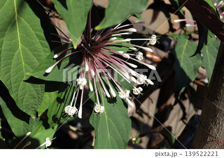 Starburst Bush Tropical Flower Bloom (Clerodendrum quadriloculare) 139522221
