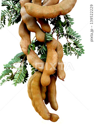Fresh tamarind on white background. Fresh tamarind on white background. 139522229