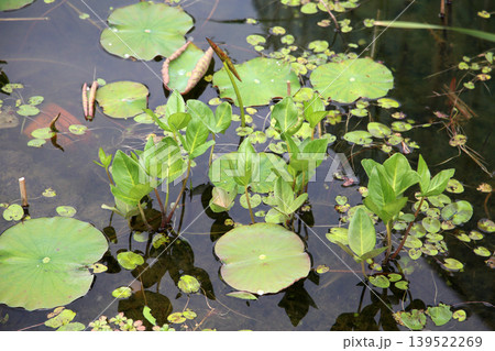 Aquatic plants growing in pond water Aquatic plants growing in pond water 139522269