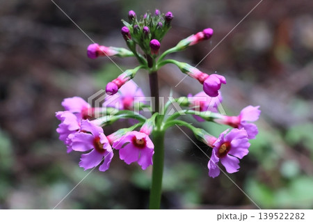 クリンソウの花 クリンソウの花 139522282