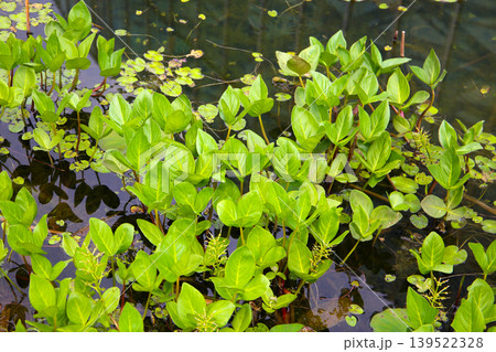 Aquatic plants growing in pond water 139522328