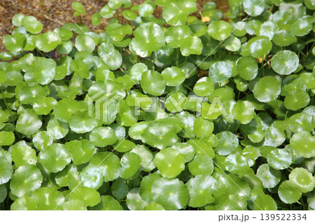 Green Asiatic pennywort or Centella asiatica leaves Green Asiatic pennywort or Centella asiatica leaves 139522334