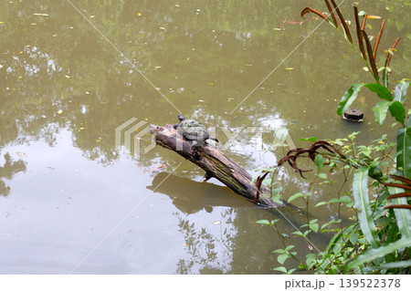 Freshwater turtle resting on wooden log in pond Freshwater turtle resting on wooden log in pond 139522378
