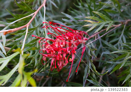Red grevillea flower with green needle leaves Red grevillea flower with green needle leaves 139522383