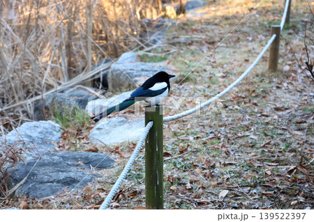 agpie bird perched on rope fence post agpie bird perched on rope fence post 139522397