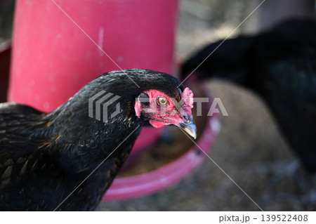 Chickens on the farm, close-up Chickens on the farm, close-up 139522408