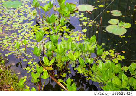 Aquatic plants growing in pond water 139522427
