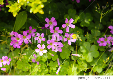 Pink oxalis flower blooming in garden Pink oxalis flower blooming in garden 139522441