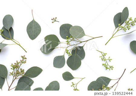 Eucalyptus leaves on white background Eucalyptus leaves on white background 139522444