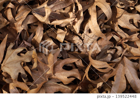 Dry brown fallen leaves covering forest ground Dry brown fallen leaves covering forest ground 139522448