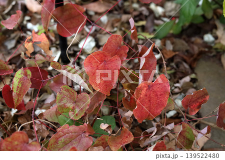 Red heart-shaped leaves of Epimedium plant in winter Red heart-shaped leaves of Epimedium plant in winter 139522480